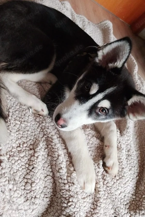 Hulk sucht ein neues zuhause 