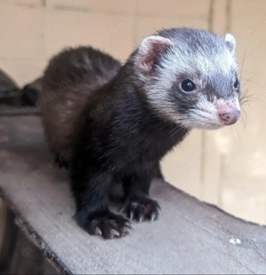 SUCHE 2 Frettchen im Raum Mönchengladbach 