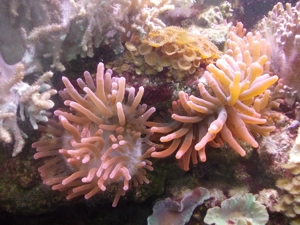 Meerwasserkorallen