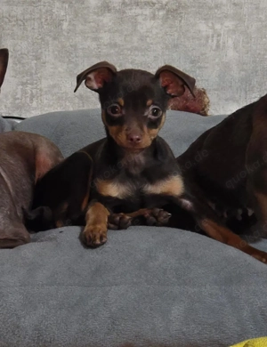 chihuahua russkiy toy mix 