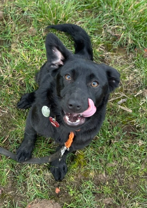 Dante, junger Herzenshund 