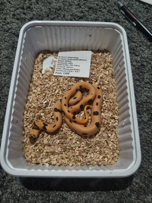 Lampropeltis Magmaking und Nelsoni Nachzuchten 2025 