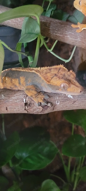 Kronengecko Harlequin 