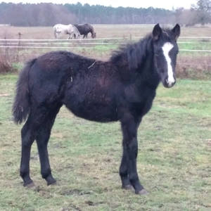 Stutfohlen,  Absetzer 