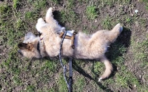 Booster wartet auf sein Für-Immer-Zuhause