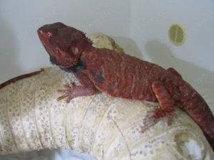  Bartagame Männchen Bock - Red Monster Leatherback het Hypo - extrem rot - handzahm Bild 5