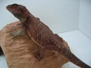  Bartagame Männchen Bock - Red Monster Leatherback het Hypo - extrem rot - handzahm Bild 7