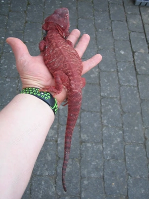  Bartagame Männchen Bock - Red Monster Leatherback het Hypo - extrem rot - handzahm Bild 6