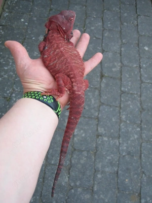 Bartagame Männchen Bock - Red Monster Leatherback het Hypo - extrem rot - handzahm Bild 2
