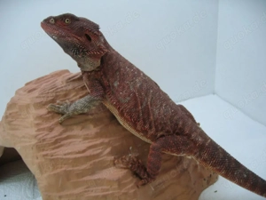  Bartagame Männchen Bock - Red Monster Leatherback het Hypo - extrem rot - handzahm Bild 4