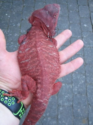  Bartagame Männchen Bock - Red Monster Leatherback het Hypo - extrem rot - handzahm