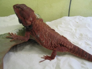  Bartagame Männchen Bock - Red Monster Leatherback het Hypo - extrem rot - handzahm Bild 3
