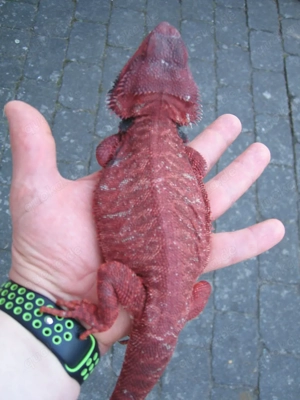  Bartagame Männchen Bock - Red Monster Leatherback het Hypo - extrem rot - handzahm Bild 8