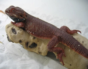 Bartagame Männchen Bock - Red Monster Leatherback het Hypo Nachzucht Nr.3 - extrem rot - handzahm  Bild 9