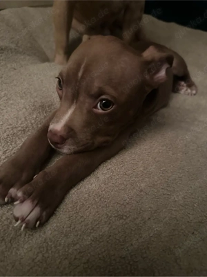 American Pocket Bully Rüde 