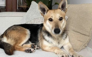 Freundliche Siri sucht Familienanschluss