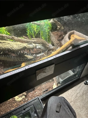 HYPO Rote Regenbogenboa (ca. 120 cm ) NZ 23 Epicrates cenchria Weibchen Bild 2