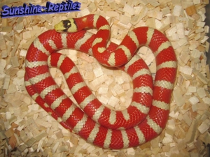 1.1 Zuchtpaar Lampropeltis pyromelana p. Applegate Special