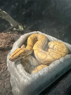 HYPO Rote Regenbogenboa (ca. 120 cm ) NZ 23 Epicrates cenchria Weibchen Bild 4