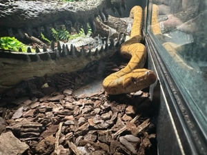 HYPO Rote Regenbogenboa (ca. 120 cm ) NZ 23 Epicrates cenchria Weibchen Bild 3