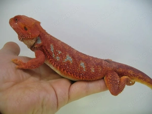 Bartagame Männchen Bock - Red Hypo Blue Tiger Nachzucht - handzahm  Bild 4