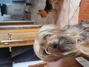 Grosse YorkshireTerrier Hündin 