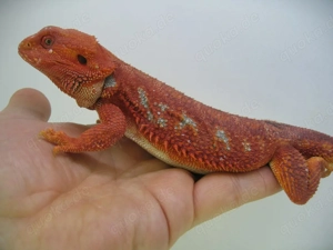 Bartagame Männchen Bock - Red Hypo Blue Tiger Nachzucht - handzahm 