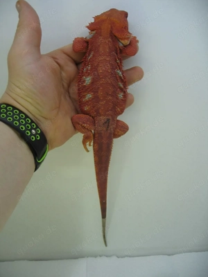 Bartagame Männchen Bock - Red Hypo Blue Tiger Nachzucht - handzahm  Bild 3