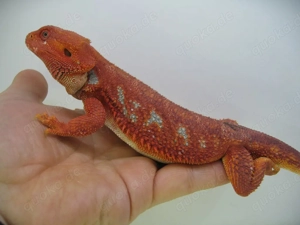 Bartagame Männchen Bock - Red Hypo Blue Tiger Nachzucht - handzahm  Bild 8