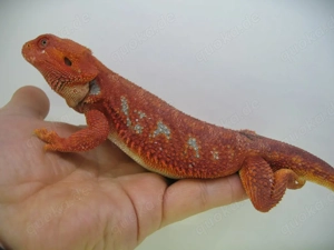 Bartagame Männchen Bock - Red Hypo Blue Tiger Nachzucht - handzahm  Bild 7