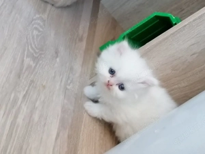 Weiße Perser Kitten 