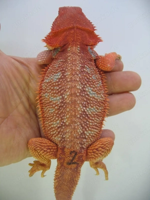 Bartagame Männchen Bock - Red Hypo Blue Tiger Nachzucht - handzahm