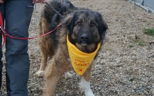 Elin sucht noch ihr Körbchen Bild 7