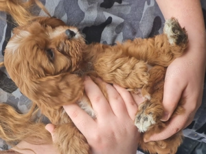 Herzensbrecher - Cavapoo Update I Bild 3