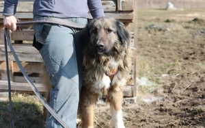 Elin sucht noch ihr Körbchen Bild 4