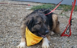 Elin sucht noch ihr Körbchen Bild 6