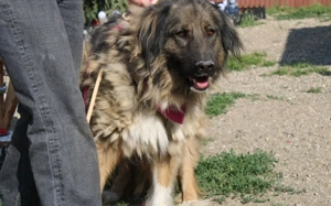 Elin sucht noch ihr Körbchen Bild 5