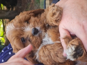 Herzensbrecher - Cavapoo Update I