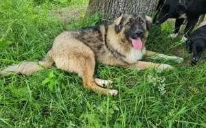 Elin sucht noch ihr Körbchen Bild 2