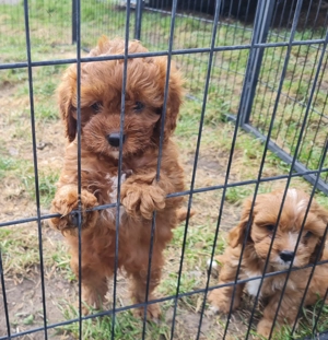 Herzensbrecher - Cavapoo Update I Bild 4