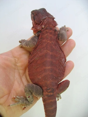 Bartagame Männchen Bock - Red Monster Leatherback het Hypo Nachzucht Nr.3 - extrem rot - handzahm 