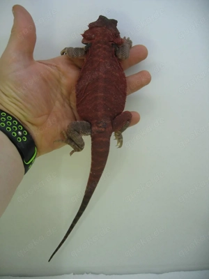 Bartagame Männchen Bock - Red Monster Leatherback het Hypo Nachzucht Nr.3 - extrem rot - handzahm  Bild 2