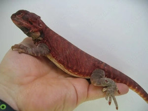 Bartagame Männchen Bock - Red Monster Leatherback het Hypo Nachzucht Nr.3 - extrem rot - handzahm  Bild 6