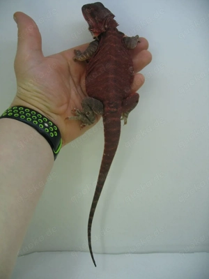 Bartagame Männchen Bock - Red Monster Leatherback het Hypo Nachzucht Nr.3 - extrem rot - handzahm  Bild 5