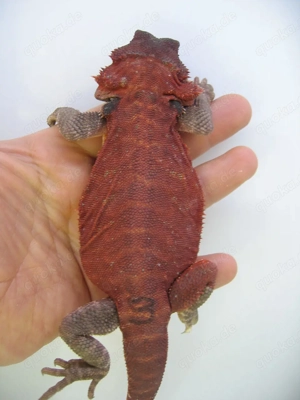 Bartagame Männchen Bock - Red Monster Leatherback het Hypo Nachzucht Nr.3 - extrem rot - handzahm  Bild 4