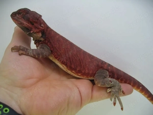 Bartagame Männchen Bock - Red Monster Leatherback het Hypo Nachzucht Nr.3 - extrem rot - handzahm  Bild 3