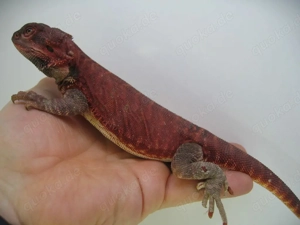 Bartagame Männchen Bock - Red Monster Leatherback het Hypo Nachzucht Nr.3 - extrem rot - handzahm  Bild 7