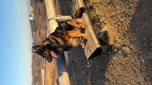 Deckrüde Altdeutscher Schäferhund Stockhaar  Bild 4