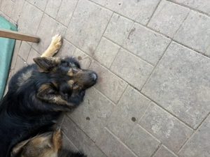 Deckrüde Altdeutscher Schäferhund Stockhaar  Bild 2