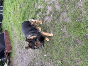 Deckrüde Altdeutscher Schäferhund Stockhaar  Bild 3